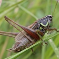 Roesel's Bush Cricket (Metrioptera roeselii) Alan Prowse